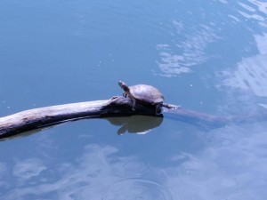 Turtle sunbathing at the Congress, with photography © Mildred Budny