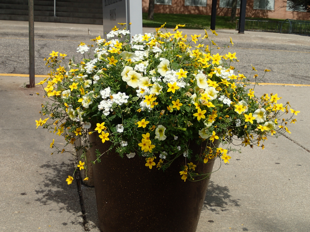 'Sunny Side Up': Flowering Pot outside the Residentce Hall at the 2015 International Congress on Medieval Studies (Photography by Mildred Budny)