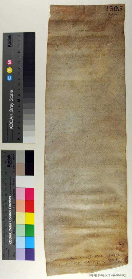 1305 Italian notarial roll, dorse unrolled. Photography © Mildred Budny