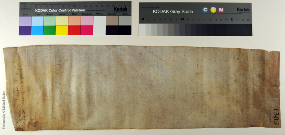 Italian notarial roll, dorse unrolled. Photography © Mildred Budny