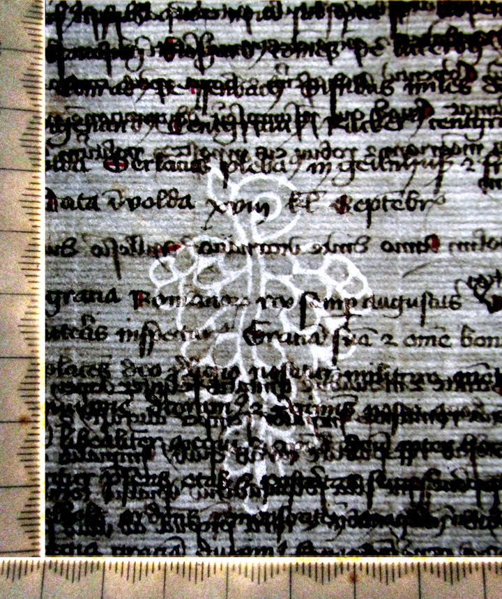 Grapes Watermark in a Selbold Cartulary Fragment, with Back-Lighting and Scale.