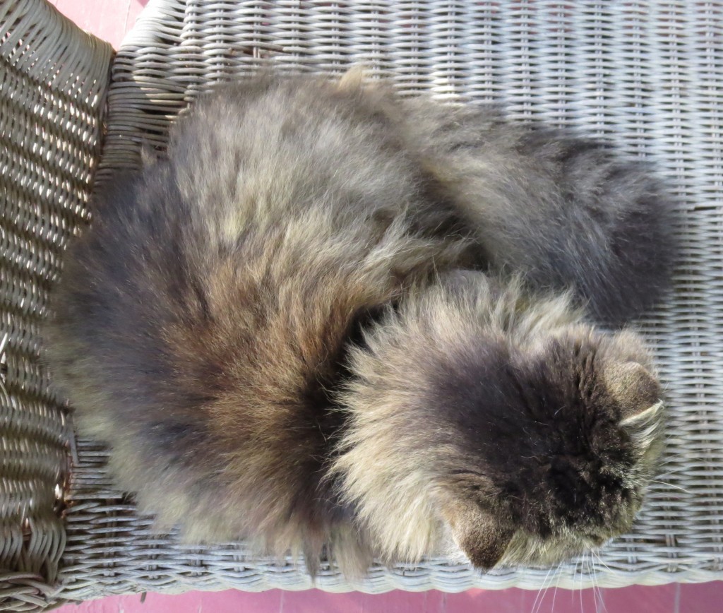 Mistie curls up in her preferred spot on the Wicker Sofa. "Mistie's Head Shot". Photography © Mildred Budny.