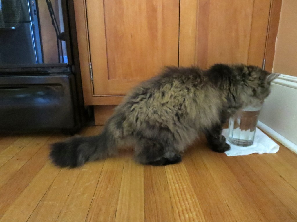 Mistie Stands Up to Her Water Jar. Photography © Mildred Budny.