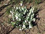 Photograph of the stems and white blooms of Snowdrops emerging from a patch of bare ground in the sunlight. Photograph Ⓒ Mildred Budny.